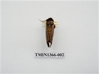 藏品(雙星暗舟蛾)的圖片